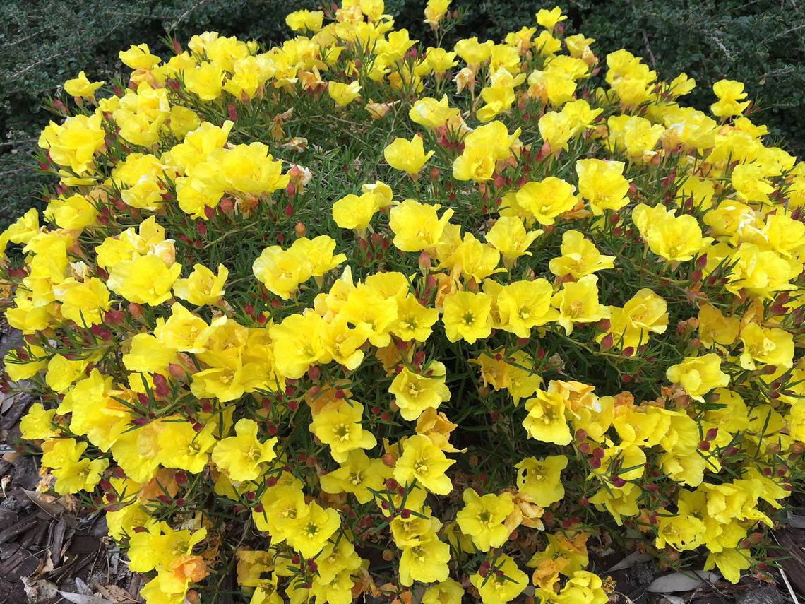 Yellow Evening Primrose - Native Gardeners