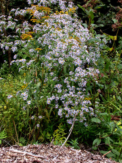Purplestem Aster