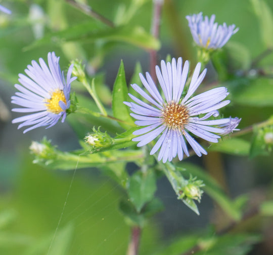 Purplestem Aster - Native Gardeners