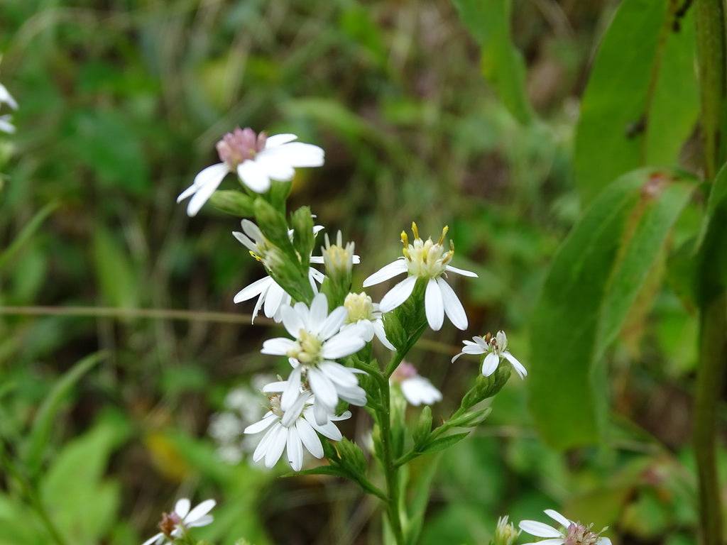 Arrowleaf Aster