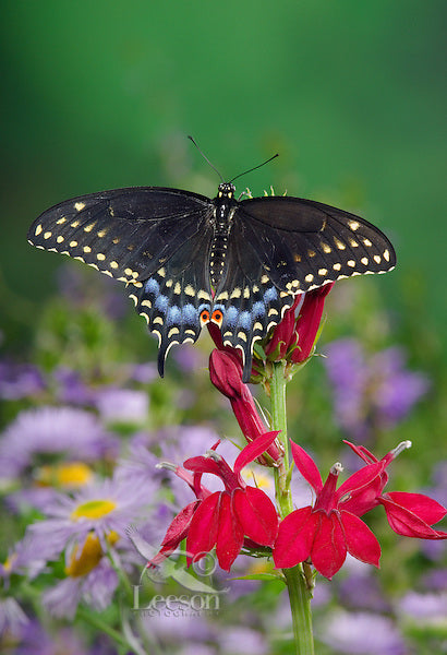 Spicebush Swallowtail (Papilio troilus)