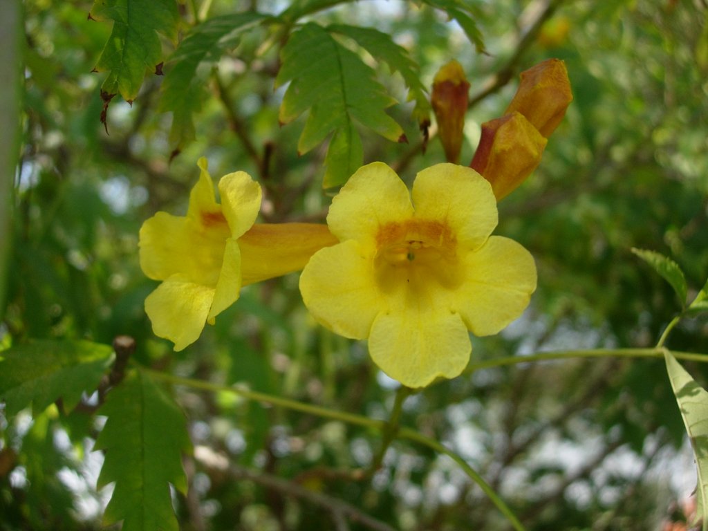 Yellow Bells 'Native'