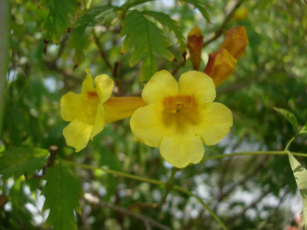 Yellow Bells 'Native' - Native Gardeners