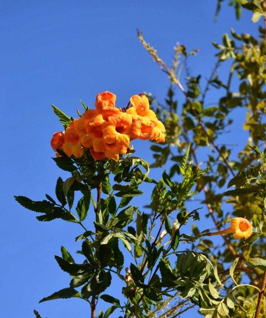 Esperanza 'Orange Jubilee' - Native Gardeners