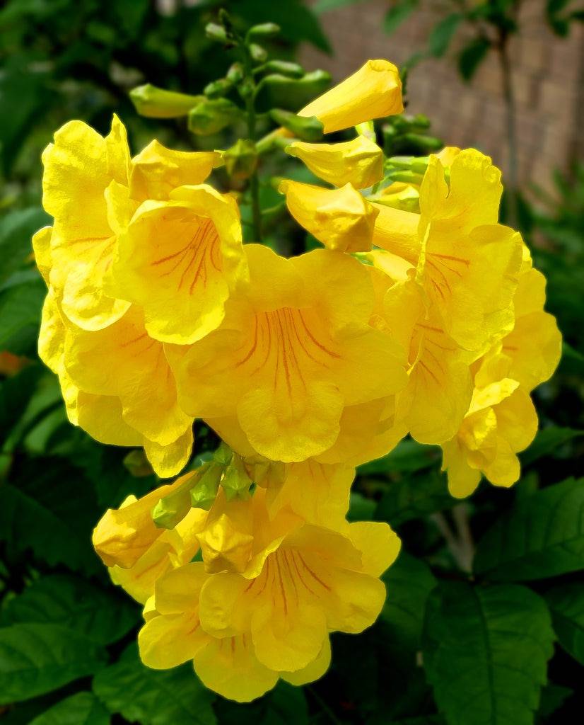 Yellow Bells 'Native' - Native Gardeners