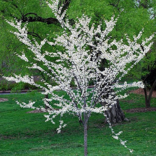 Texas Redbud 'White' - Native Gardeners