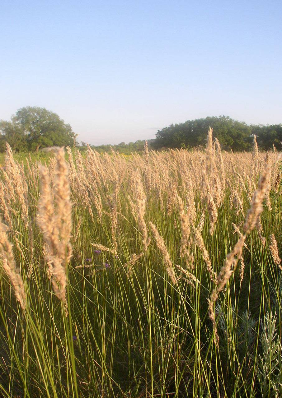 Texas Bluegrass - Native Gardeners