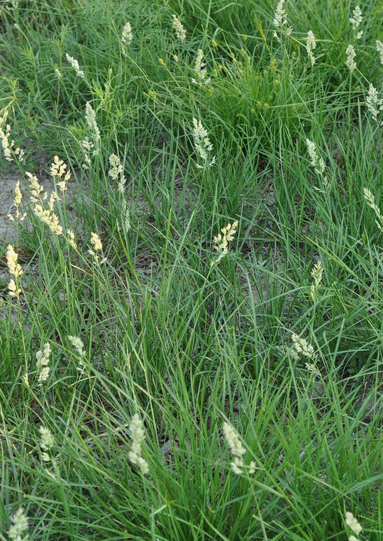 Texas Bluegrass - Native Gardeners