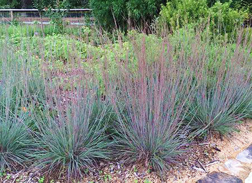 Little Bluestem 'Prairie Blues' - Native Gardeners