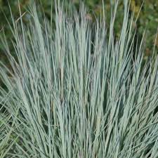 Little Bluestem 'Jazz' - Native Gardeners