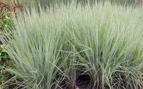 Little Bluestem 'Ha Ha Tonka' - Native Gardeners