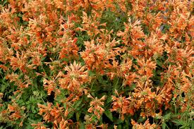 Agastache 'Poquito Orange' flowers