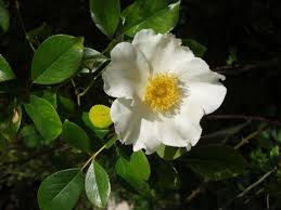 Rose 'Cherokee' - Native Gardeners