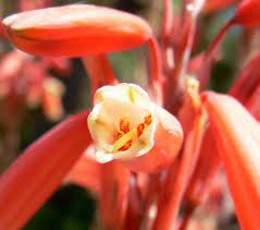 Aloe 'Blue Elf' close-up