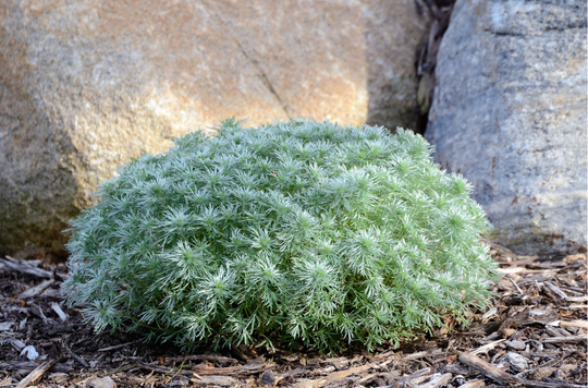 Artemisia 'Powis Castle'