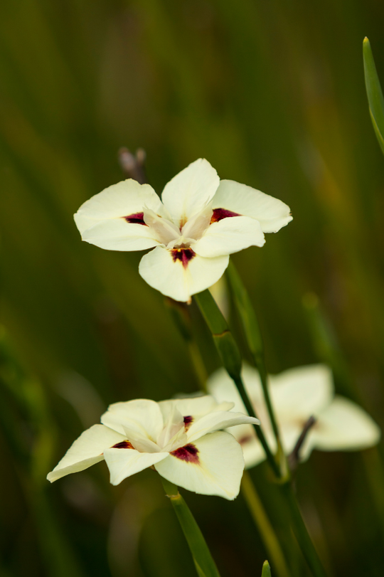 Bicolor Iris