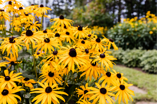 Black-eyed Susan