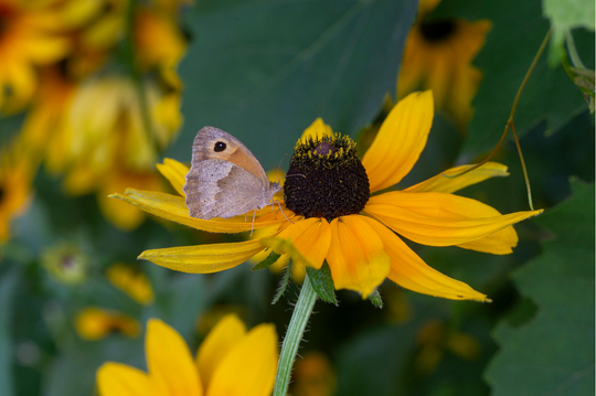 Black-eyed Susan