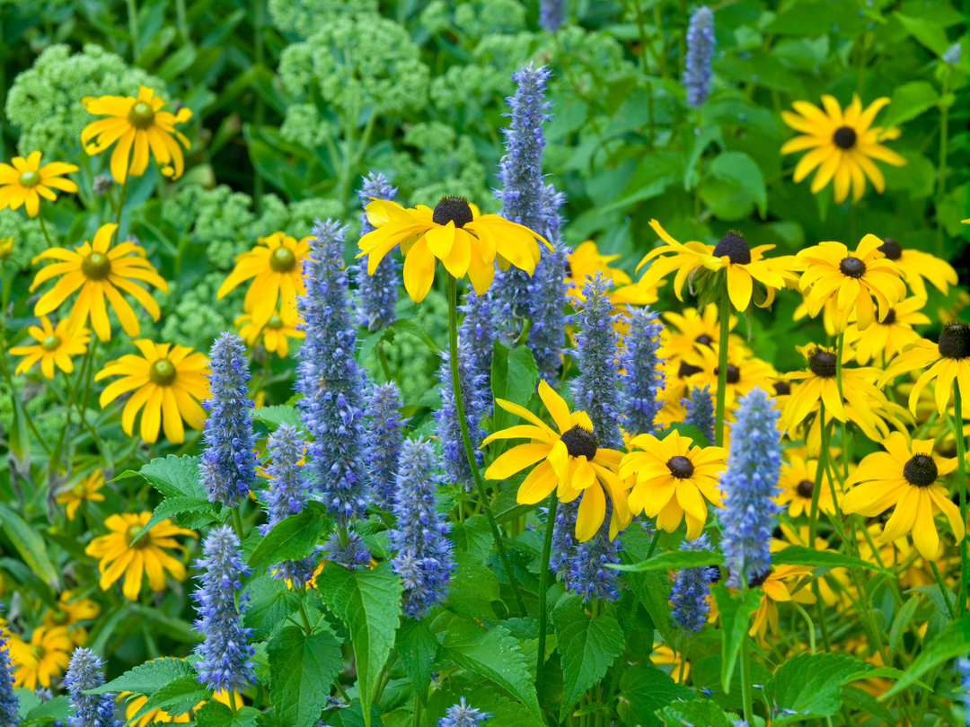 Black-eyed Susan