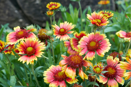 Blanket Flower