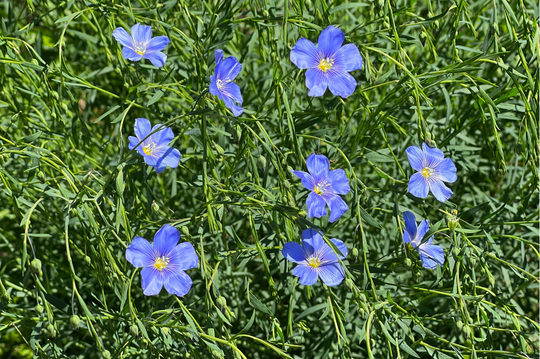 Blue Flax