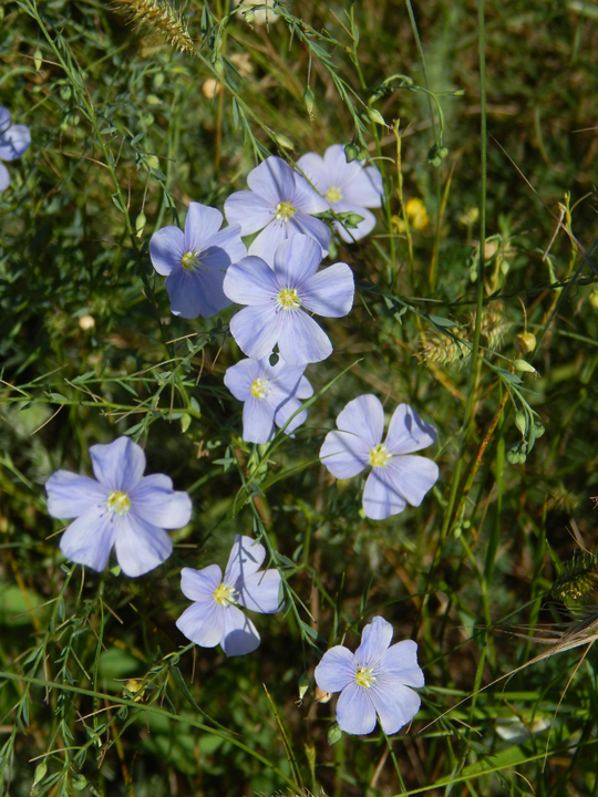 Blue Flax