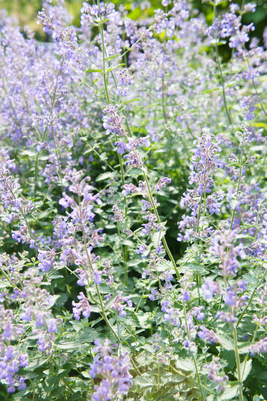 Catmint 'Walkers Low'