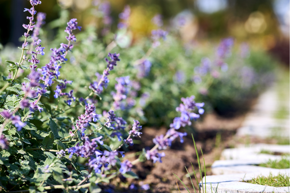Catmint 'Walkers Low'