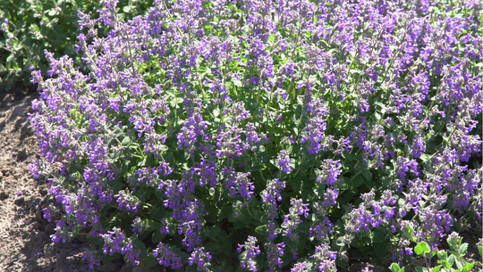 Catmint 'Walkers Low'