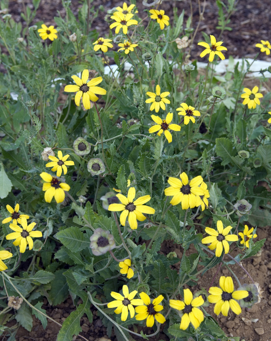 Chocolate Daisy