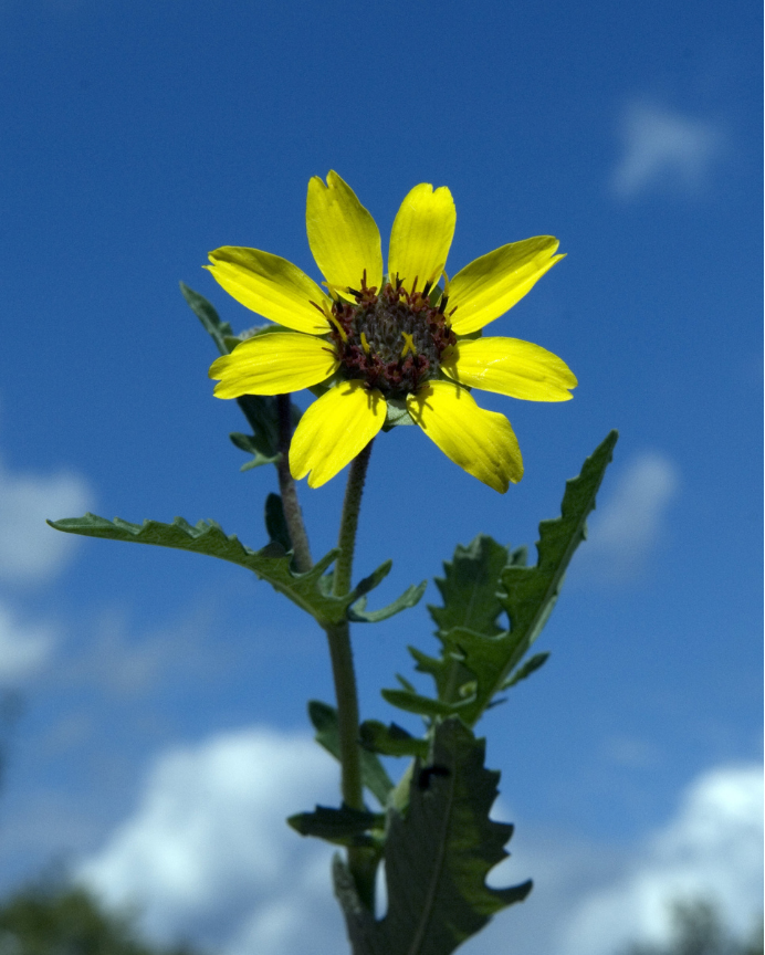 Chocolate Daisy