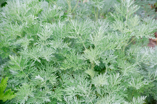 Artemisia 'Powis Castle'