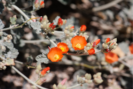 Apricot Desert Mallow