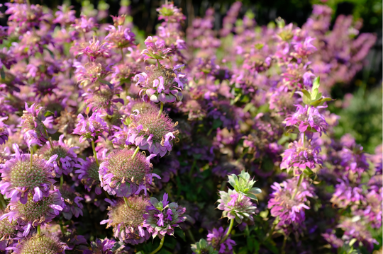 Lemon Mint Beebalm