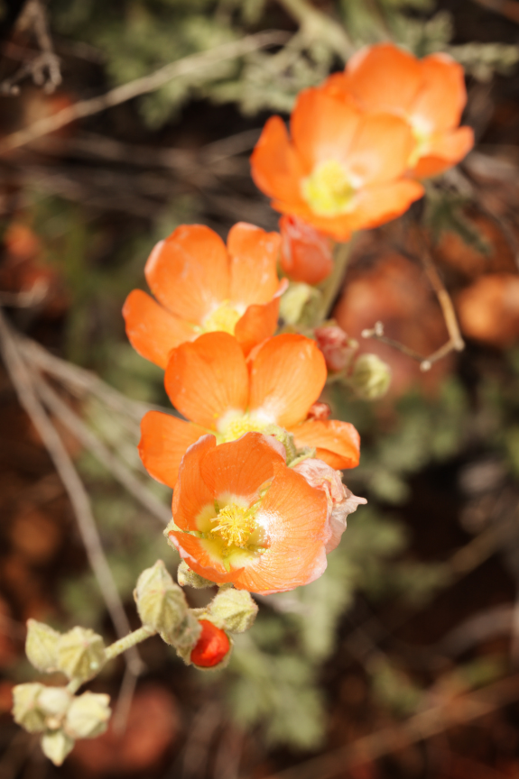 Apricot Desert Mallow