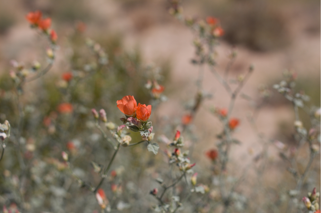 Apricot Desert Mallow