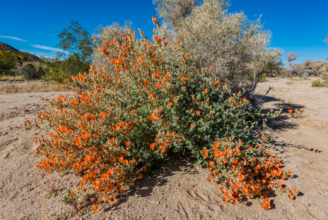 Apricot Desert Mallow