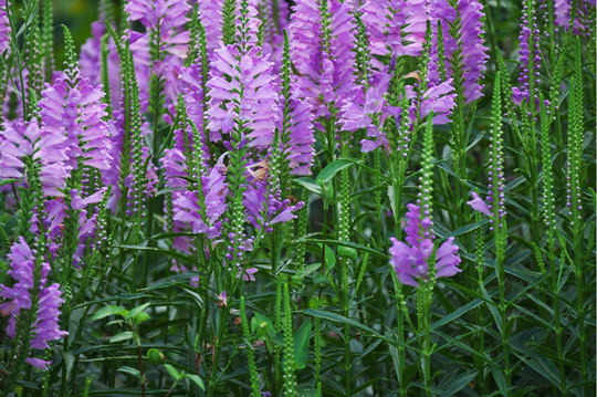 Fall Obedient Plant