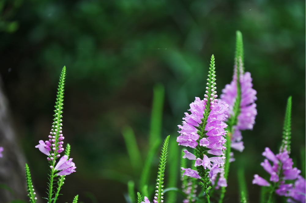 Fall Obedient Plant