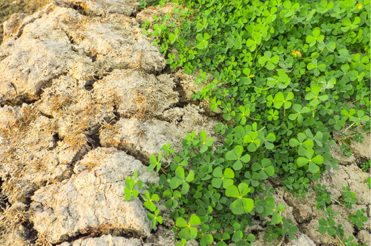 Clover Fern
