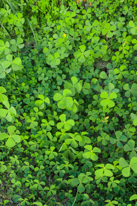 Clover Fern