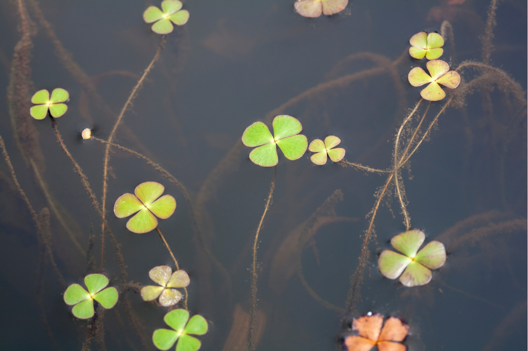 Clover Fern