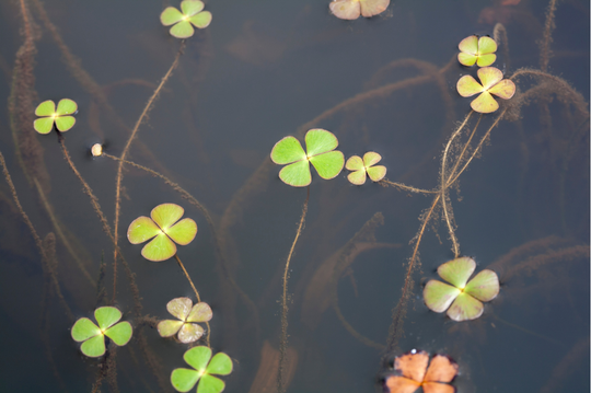 Clover Fern