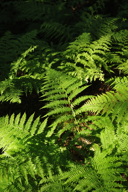 Wood Fern