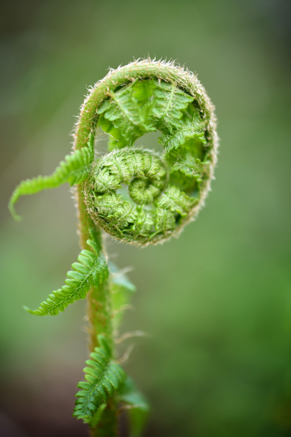 Wood Fern