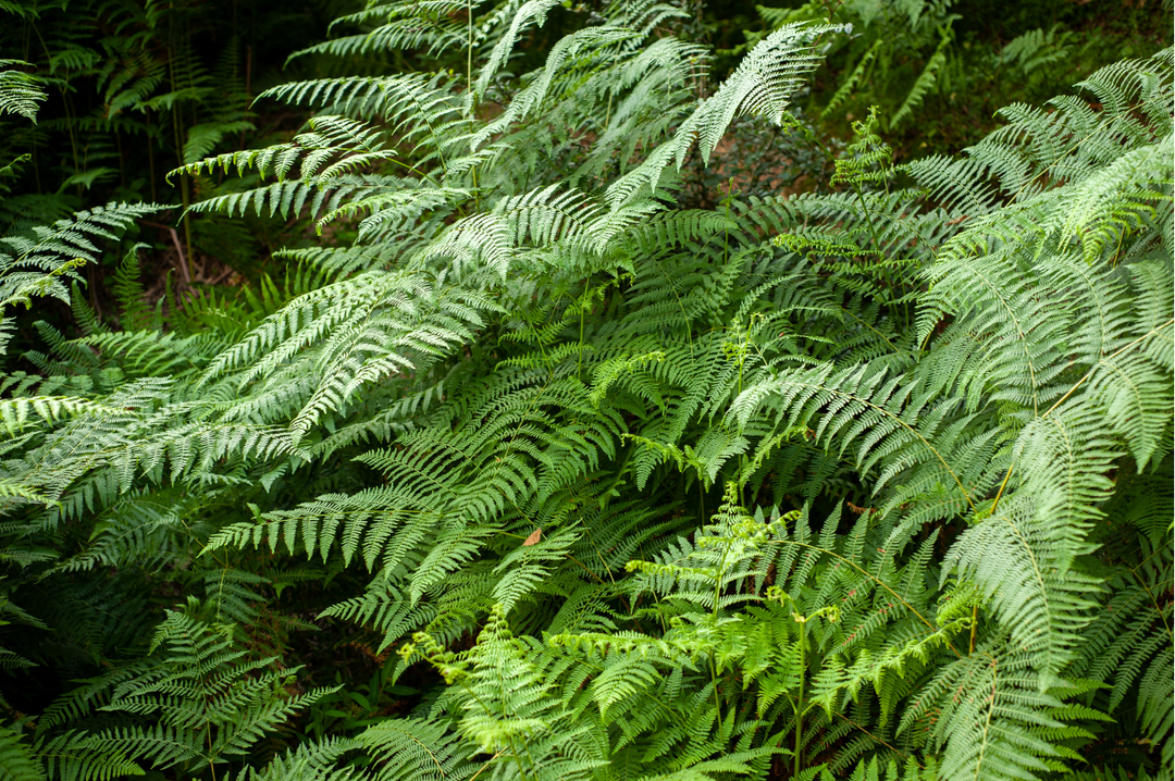 Wood Fern