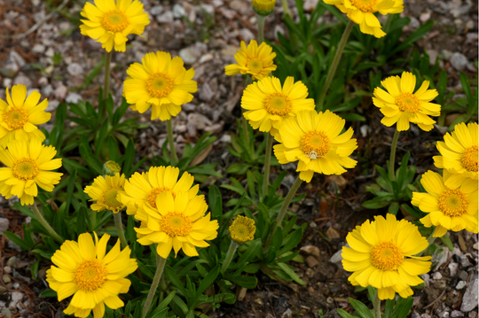 Four-Nerve Daisy