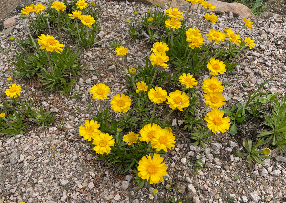 Four-Nerve Daisy