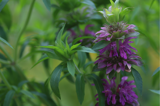 Lemon Mint Beebalm