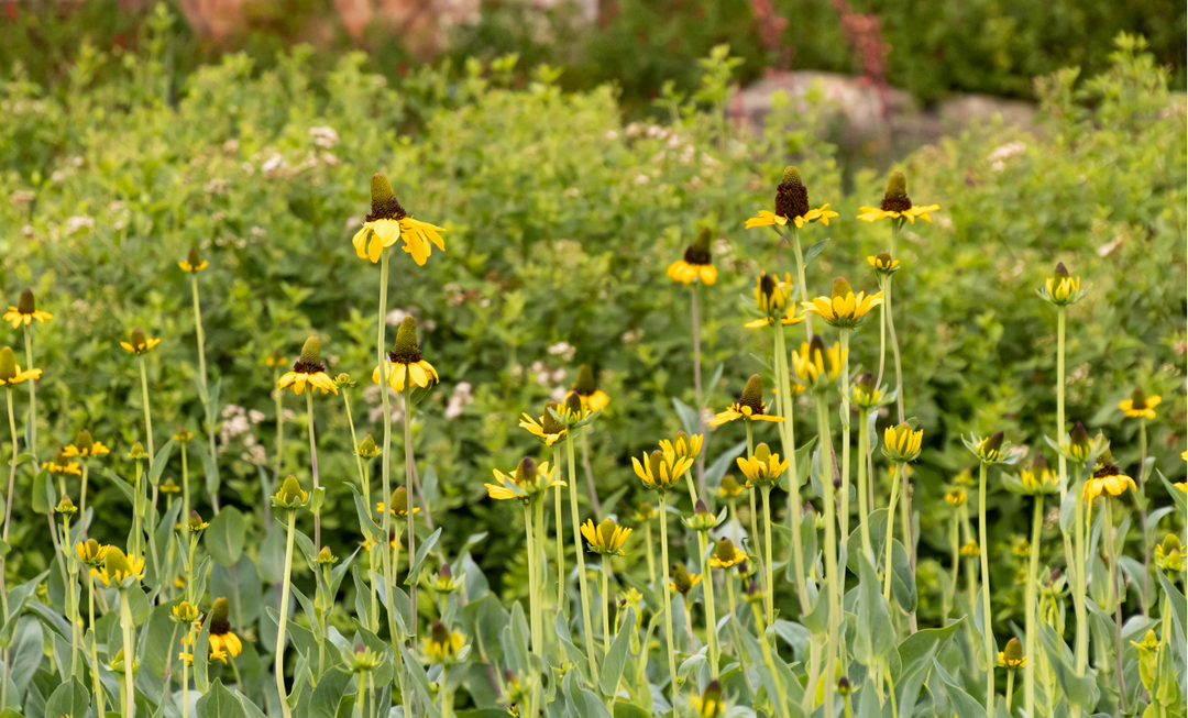 Giant Coneflower